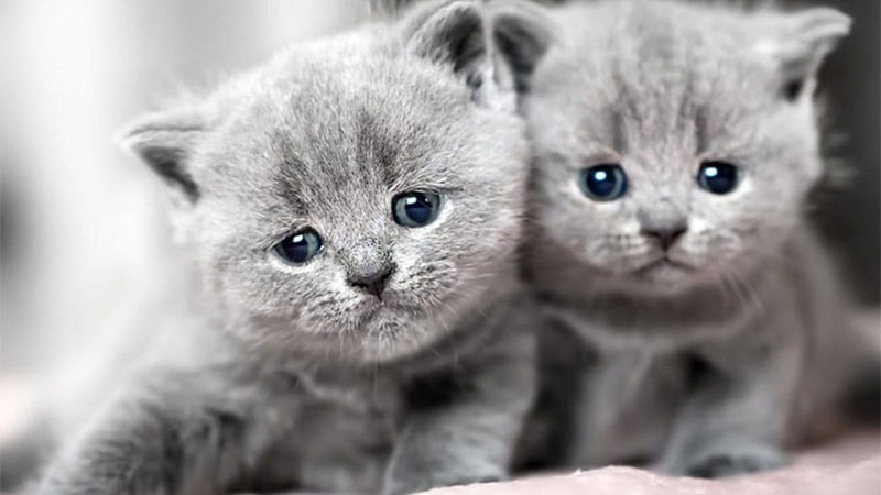 Mơ Thấy Mèo Đánh Số Mấy? Giải Mã Giấc Mơ Mèo & Số May Mắn 2025 Mơ Thấy Mèo Đánh Số Mấy? Giải Mã Giấc Mơ Mèo & Số May Mắn 2025