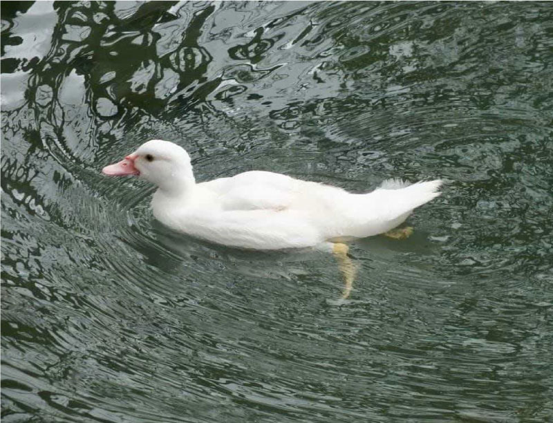 Mơ Thấy Vịt Đánh Đề Bao Nhiêu? Giải Mã Giấc Mơ Vịt 2025 Chuẩn Nhất Mơ Thấy Vịt Đánh Đề Bao Nhiêu? Giải Mã Giấc Mơ Vịt 2025 Chuẩn Nhất